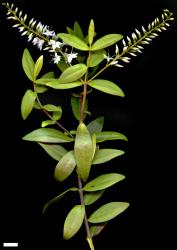 Veronica ligustrifolia. Sprig. Scale = 10 mm.
 Image: M.J. Bayly & A.V. Kellow © Te Papa CC-BY-NC 3.0 NZ